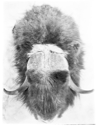 Image of Musk-ox head, top view